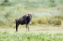 Ndutu Gnu flok04